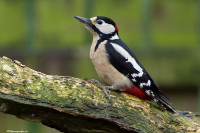 Geweldig, deze specht was oplettend, hij bleef een lange tijd onder de boomstam muisstil zitten, vanwege een mannetjes sperwer boven hem in de boom, vervolgens kwam hij onder de boomstam vandaan, om zich zelf mooi op de foto te laten zetten..