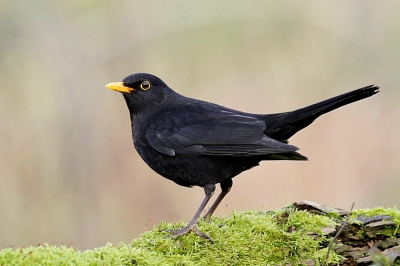 Vandaag in eigen tuin deze merel gefotografeerd.
De scherpte van de nieuwe Tamron SP 150-600 F5-6.3 is behoorlijk goed.