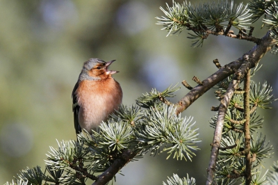 Deze vink heeft het voorjaar al in de kop. Nou wat mij betreft mag het voorjaar komen. Foto in eigen tuin gemaakt met de tamron SP 150-600 mm.