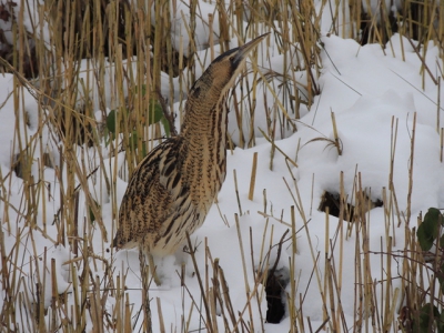 Ben blijven wachten tot vogel volledig uit de dekking kwam, om  samen met sneeuw tot en geheel te komen.