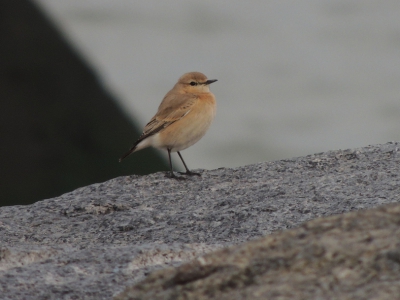 En van de schoonheden van 2013 was deze izabeltapuit , Heb wel even gewacht tot ze op deze stenen ging zitten kwam de vogel iets meer op de voorgrond kwa kleur.