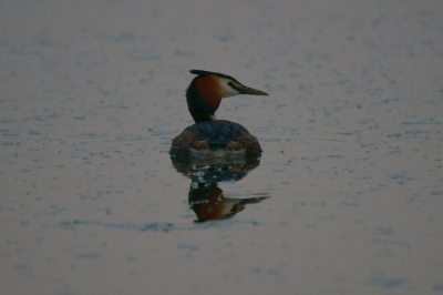 Op een regenachtige avond in de Brabantse Biesbosch zag ik deze fuut slapen. Prachtig plaatje zo helder met het spiegelbeeld..