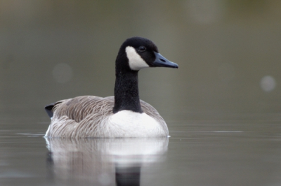 Met een zacht zonnetje door de wolken hoopte ik de Grote Zilverreiger tegen te komen. Deze dag waren die echter niet te vinden. Maar een groepje Grote Canadese Ganzen kwam langzaam dichterbij en poseerden geduldig.