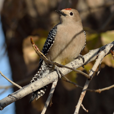 Een gilaspecht, een in Tucson heel gewone soort.  Op birdpix nog wat minder, daarom deze foto van de specht in de ochtendzon.  Gila woodpeckets zie je vaak op saguaro cactussen, maar ook op bomen in de washes (droge rivierbeddingen).