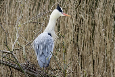 Gisteren een tijdje in de hut bij de Lepelaarsplassen gezeten. Veel foto's kunnen maken. Deze Blauwe Reiger raakte wat opgewonden toen een soortgenoot langs vloog