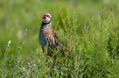 In het vrije veld is de Rode Patrijs vaak alleen op geluid te vinden, ze weten zich heel erg goed te verstoppen. De soort is door is in aantal heel erg afgenomen door de aanwezigheid van heel veel vossen die nu massaal op de korrel genomen worden.