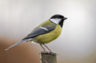 Deze Koolmees ging er een mooie voor zitten. Fijn licht, geen directe zon.