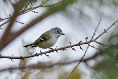 Een brilvireo, nog slechts eenmaal eerder op birdpix. Vireo's zijn net als goudhaantjes vrijwel niet voor de lens te krijgen, dus ik was best blij met dit plaatje.  Gevonden in een stadspark met sportvelden.