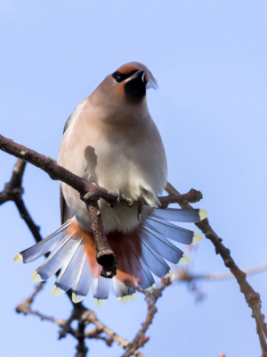 De eerste Pestvogel van 2014, maar de eerste ooit voor mij! Veel kleiner dan ik verwacht had, maar wat een mooie vogeltjes zijn het. 
Deze foto vond ik speciaal omdat hij zijn staart even goed liet zien.
Groet, Inge