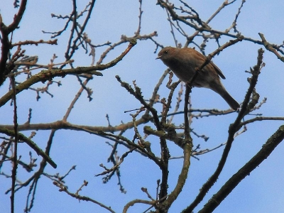 Ik zat in de tuin van mijn oom en tante achter een vuurgoudhaantje aan (wat is dat een klein vogeltje zeg!). Het lukte niet echt en toen ging mijn aandacht uit naar een paar heggenmussen. Ziehier het resultaat.