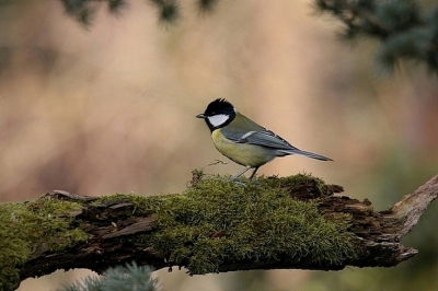 Soms maak je een plaat en denk je, zal ik deze croppen, nee. Kleur aanpassen, nee. Compositie aanpassen, nee. Verscherpen ja een klein beetje.
Kort om een mooi plaatje, vind ik.