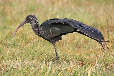 Ben er toch maar even heen gegaan om deze fotogenieke vogel te fotograferen.