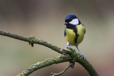 Ook deze koolmees was aanwezig bij de vogelhut waar ik een dagje mocht verblijven.