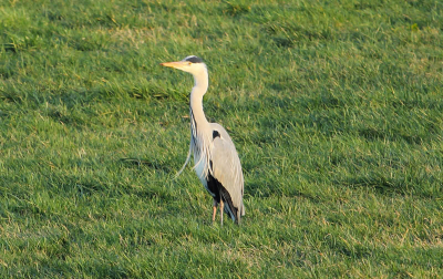 Waterig zonnetje. Gewoon tafereel met een reiger in een weiland. Toch weer bijzonder als je de foto thuis bekijkt. Heel typisch Nederlandse reiger. Ik ben beginner en wil graag leren.