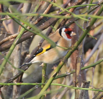 Gefotografeerd met Canon 60D en Canon 75-300mm lens in Hollum op Ameland.