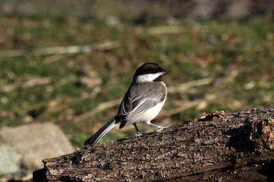 Sombre tit, photographed near Kresna gorge, close to the Griffon vulture reintroduction station. One of the interesting tits from the Balkans.