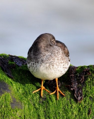 zonnige morgen met opkomend water deze paarse strandloper kunnen vastleggen. Waren er nog al gerust in en lieten me tot op een paar meter naderen.
