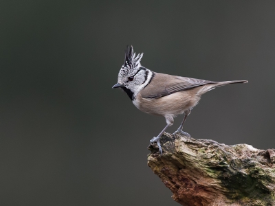 Ik vind Kuifmeesjes erg leuke vogeltjes. Ze zijn meestal erg snel. In de hut lukte het me om hem mooi met Kuif vast te kunnen leggen.