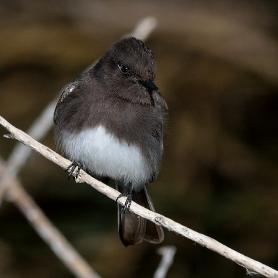 De zwarte phoebe is een vliegenvanger die zich in de buurt van water ophoudt.  Hij zit op een uitkijkpost (meestal laag lijkt het) tot er iets beweegt.  Hier een examplaar dat zich goed liet benaderen in de Sweetwater Wetlands bij Tucson, een gebiedje voor vogels en vogelaars.