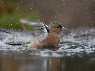 Opname bij de HBN hut 3. Deze Vink was heerlijk aan het spetteren. Deze opname vond ik speciaal omdat je z'n koppie nog goed kunt zien, maar ook de spetters en beweging te zien zijn.