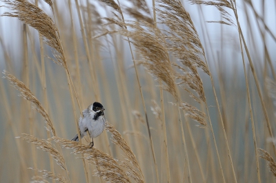 Tijdens de koude dagen kwamen er verschillende groepen Rietgorsen foerageren in het riet. Hier een relaxed beeld van het mannetje in zijn typische omgeving.