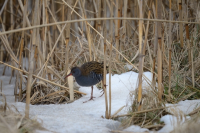 In het winterse weer liet ook de Waterral zich aan de rand van het riet zien maar bleef steeds in de dekking. Hier dan toch een vrijstaande opname.