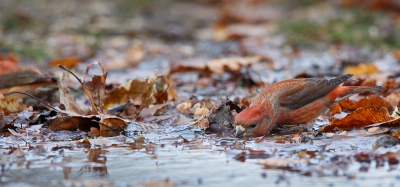 Prachtig om na lang wachten deze fraaie vogels te kunnen fotograferen wanneer ze een van de plasjes opzoeken om hun dorst te lessen. Hier een drinkend mannetje.
