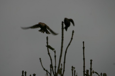 foto genomen met een Canon Eos 300D met Sigma 170 - 500 mm lens