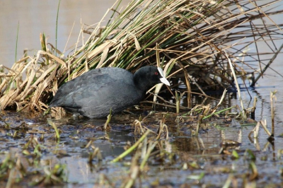 Ik lag op de grond voor een andere vogel toen ik de Meerkoet hoorde stampen in het water. Helaas deed die het niet meer. Maar de Meerkoet staat er wel mooi voor.