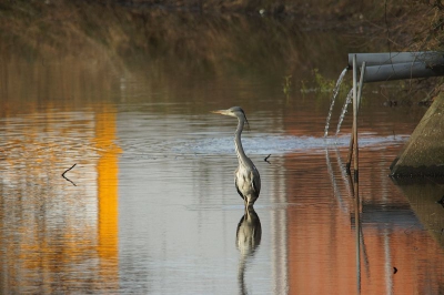 bij het plekje waar de ijsvogel hoort te zijn zat vandaag een blauwe reiger. ik had me camera bij de hand en heb er fotos van gemaakt. de reiger hand mij met dit zonnig weer niet in de gaten.