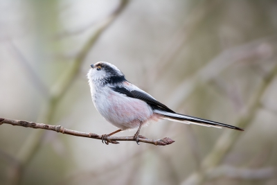 Op naar het licht! Zie/fotografeer vaak genoeg staartmeesjes, maar niet vaak krijg ik ze echt vrij in beeld.