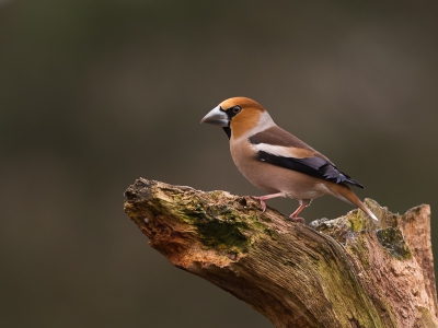 Deze Appelvink man kwam 2 seconden kijken. Klik klik, ja gelukt! Ben blij dat ik een foto heb weten te maken. Wat een mooie vogeltjes zijn het toch.
Groet, Inge.