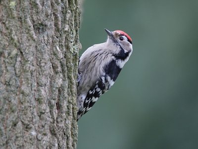 Deze Kleine Bonte Specht komt elke dag wel even in onze tuin. Hij is namelijk gek op vetbollen. Om er een goede foto van te maken is nog niet zo eenvoudig want hij is erg bewegelijk. En op een vetbol wil ik hem niet fotograferen.