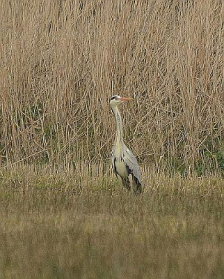 De Reiger stond (te) ver in het veld te wachten, toch maar geschoten..