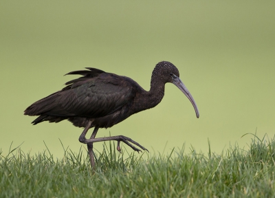 Sperweruil, Sneeuwuil, Zwarte Ibis, wat krijgen we binnenkort?
Was gezellig in Stompwijk en een leuke waarneming.
http://www.paul-natuurfoto.nl/