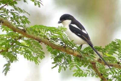 Nairobi is een stad waar "nog" veel groen is. Je treft er dan ook veel verschillende soorten vogels. Hier is mijn intresse voor het fotogreferen van vogels begonnen.