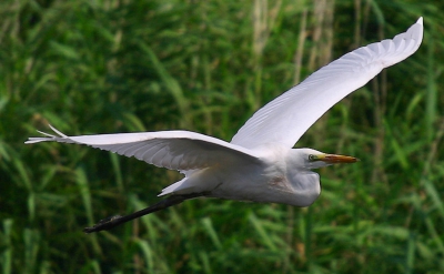 <i class='fa fa-user'></i> Remco Gulien | Grote Zilverreiger  <i class='fa fa-eye'> 777</i>  <i class='fa fa-thumbs-up'> 8</i>   <i class='fa fa-comment-o'> 0</i>