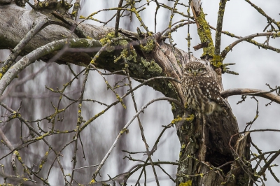 Vandaag nog even langs deze steenuil geweest.
Zoals gewoonlijk zeer lastig te vinden.
Ik hoop dat er dit jaar de nodige jongen groot gebracht gaan worden!
Misschien ga ik nog een keer langs als er bloesem aan de bomen zit.