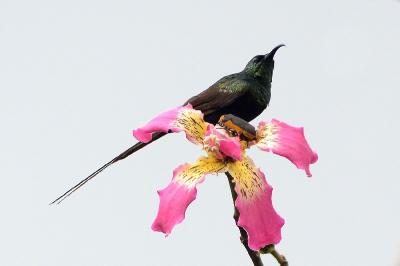 Kwam ze vaak tegen in tuinen. Maar zeer lastig te pakken te krijgen want ze zitten zelden stil. Hier even een rustmoment op een mooie bloem en kevertje als bonus.