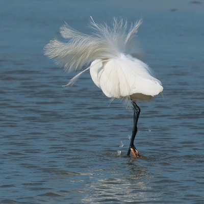 Vandaag is het carnaval begonnen deze Kleine zilverreiger maakt zich reeds op eerst even haar pettycoat in orde maken, ze geeft ons daarbij gelijk een kleine peepshow.