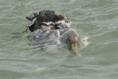 Niks te beleven, behalve de twee bruinvissen die tussen de havenhoofden zaten, en deze eider. Hij zat krabben te vangen, en ik heb hem hier net op het moment dat ie weer boven gaat komen met zijn kop.