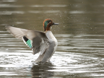 Op de plas zat alles heel ver, en heel soms komt er dan iets wat dichterbij. Het leukste was dan ook het moment dat de wintertaling (toch n van de mooiere eendjes, vind ik) redelijk dicht bij het scherm zich kwam wassen.