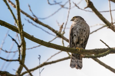 Heeft er eentje een ruige nacht gehad lijkt wel? :lol:
Neem aan dat dit een sperwer vrouwtje moet zijn? (was namelijk nog best een flinke vogel!)