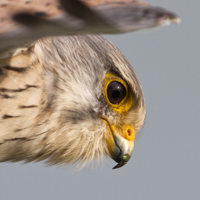 Deze torenvalk kwam wel erg dichtbij naast de auto bidden, hij kon niet helemaal op de foto, dus maar een een portretje van gemaakt.
http://www.paul-natuurfoto.nl/