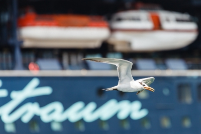 Niet echt een droomsoort, wat dat betreft scoorden de Fregatvogels hoger.
Vanaf een druk terrasje tegenover het monsterlijk grote cruiseschip gefotografeerd.