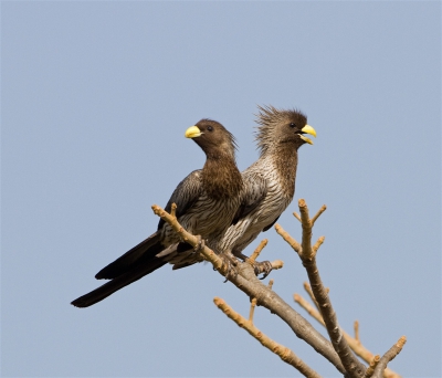 Een vrij veel voorkomende soort in Gambia, ze een beetje acceptabel op de foto krijgen is een ander verhaal. Hier zaten ze lekker vrij in de top van een boom. Snikheet dus daarom met bek open.