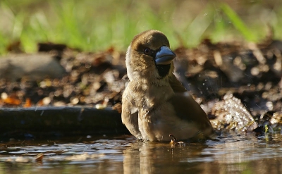 Al eerdere jaren zaten er appelvinken bij ons in de tuin maar nog nooit gefotografeerd of lang naar kunnen kijken (wel erg van genoten als ik ze dan zag). Dit omdat ik simpelweg nog geen fototoestel had. Maar nu heb ik wel een toestel en toen er zaterdag een appelvink man even rustig kwam eten kon ik deze schitterende vogel voor het eerst fotograferen. Nu kwam het vrouwtje langs bij mijn vijvertje in de tuin om te gaan badderen en kon ik deze fotograferen in tegenlicht. Een onbeschrijfelijk gevoel om dit van dichtbij mee te maken.  Die al eens een appelvink hebben gefotografeerd herkennen dit denk ik wel ?