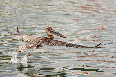 Nog een vogel die zich weinig aantrok van de drukte op de handelskade van Willemstad. Deze jonge vogel dook zelfs vlak achter de drijvende markt in het water. Kennelijk heeft hij nog wat jachttechniek te leren want hier droop hij af met een lege snavel.