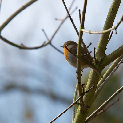 Een zonnige dag. Was eigenlijk langs de Geleenbeek op zoek naar ijsvogels. Kon hem niet zomaar passeren.