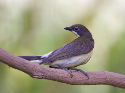 Terwijl de helft van het reisgezelschap met een Banjulbelly in bed lag en vooral bezig waren met wc papier en imodium was het voor de overige vogelaars genieten in de tuin van de lodge. Ook deze Honingspeurder kwam langs.